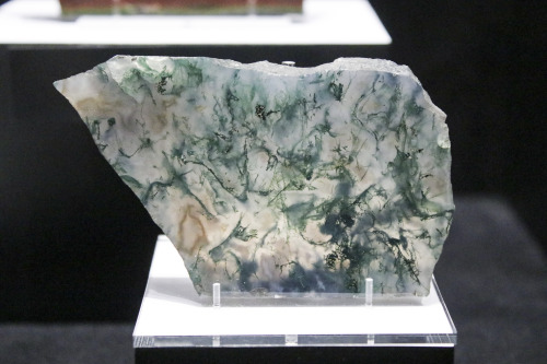 carnegiemuseumnaturalhistory:Moss agate found in Colorado on display in Hillman Hall of Minerals and