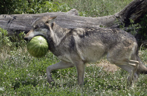 xsybilx:gamzeemakara:an exciting trilogy of wolves eating watermelonawwww omg its so adorable I