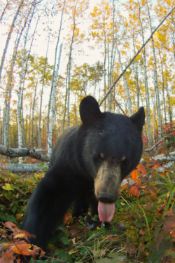 tulipnight:  GoPro Bear! by Brandon Broderick