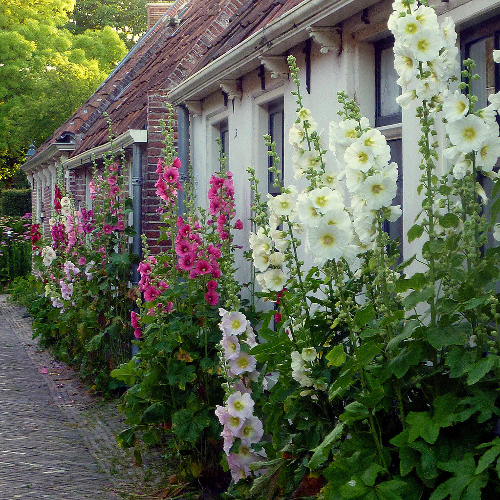 vintagehomeca:Hollyhocks in Garnwerd (Groningen - Netherlands) (by Noorderland) 