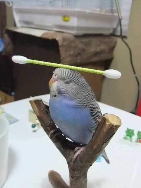 pencandy:  cadet-sarah-clark:  budgie-research:  thinking  he is balenced  namaste, birb.  