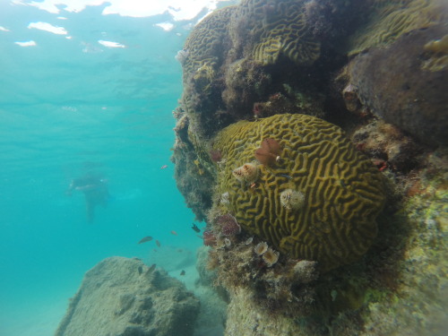 I absolutely adore this photo my friend took snorkelling the shallow coral croppings off Frederikste