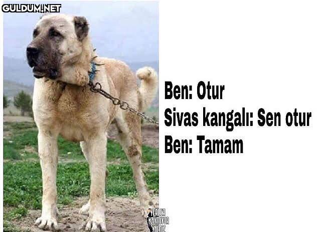 Berн Otur Sivas kangal:...