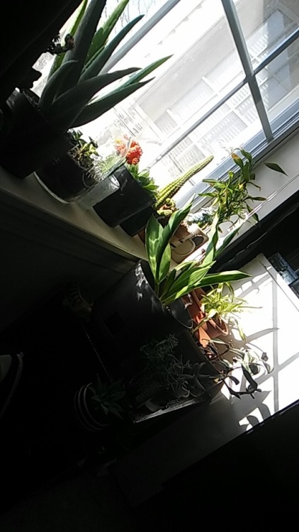 I know they love the morning sunDo your plants get to enjoy the morning sun, or the evening sun? O