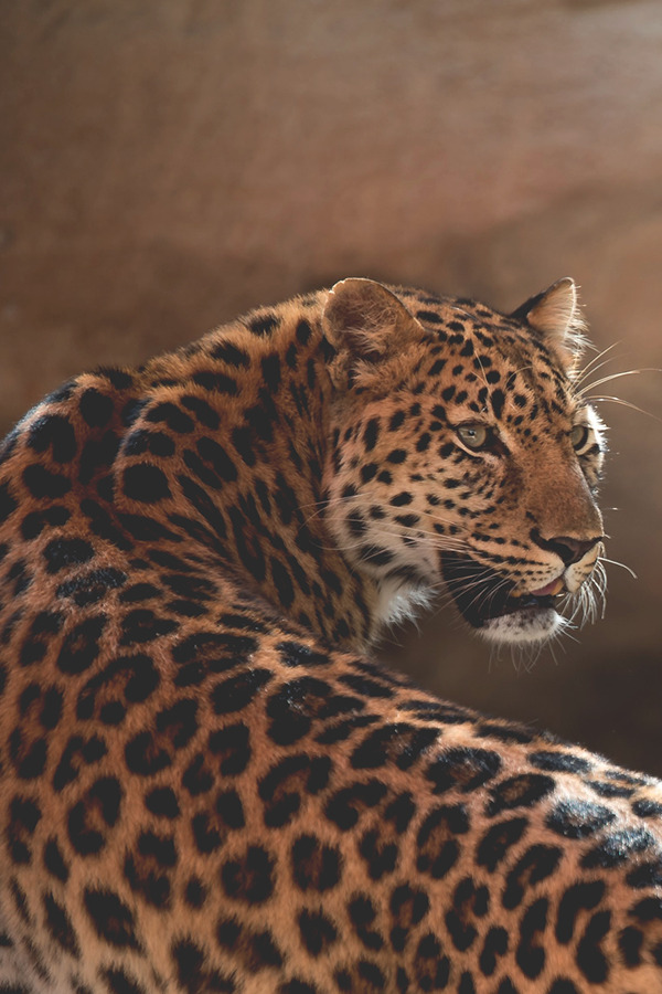 cxx-x: Animals // The Glance © | Assured To Inspire