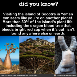did-you-kno:  Visiting the island of Socotra in Yemen  can seem like you’re on another planet.  More than 30% of the island’s plant life,  including the dragon blood tree that  bleeds bright red sap when it’s cut, isn’t  found anywhere else on