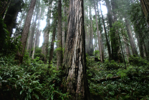bright-witch: Redwoods Print Shop