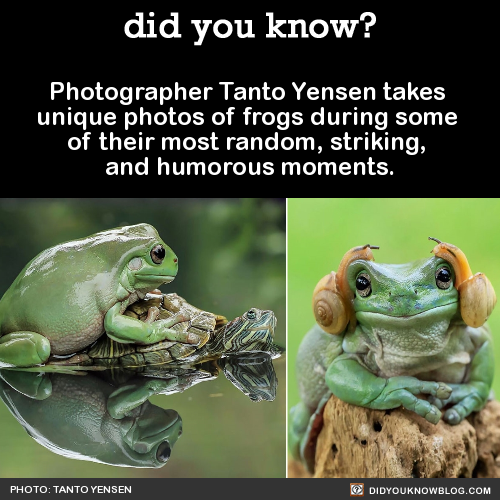 did-you-kno:  Photographer Tanto Yensen takes  unique photos of frogs during some