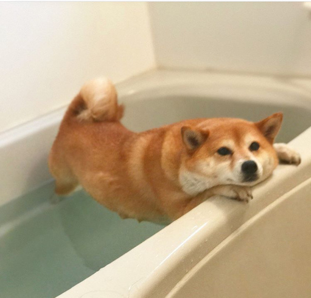 woof?