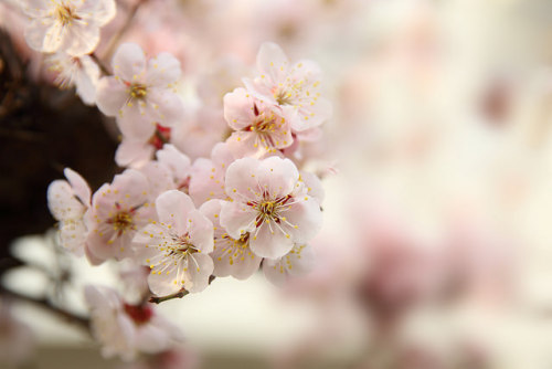 Japanese apricot. by cate♪ on Flickr.