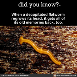 did-you-kno: When a decapitated flatworm  regrows its head, it gets all of  its old memories back, too.   Source Source 2 Source 3