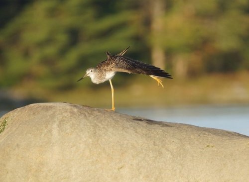 Greater yellowlegsFranklin, ME