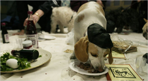 chicago-poet: pvq: master post of dogs celebrating passover @gaymilesedgeworth