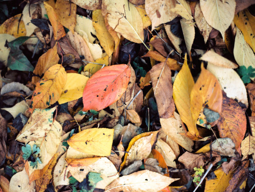 fleeting-moments:A roll of Ektar in Greenwich Park on an Autumn day. 