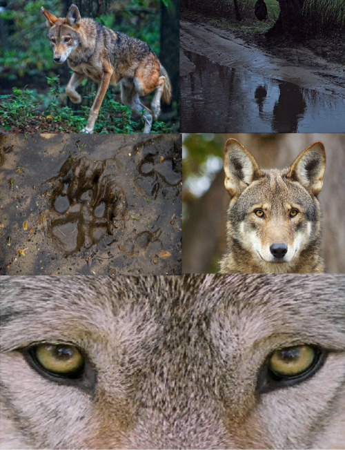 mykindomcome:Red Wolf Aesthetic ( @corentinewolf )I tried to include some rain things in there for y