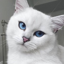 just-for-grins:  This cat is prettier than most humans! 