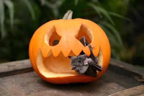 ghoulishghouls:#that little bat has no clue that it is embodying halloween right now #because it doe