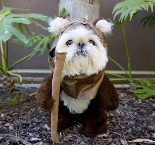 tastefullyoffensive:  Best Pet Costumes of Halloween 2013 (Part 3)Previously: Part 2, Part 1, Best Adult Costumes, Best Kid Costumes   That pulp fiction one! Its awesome