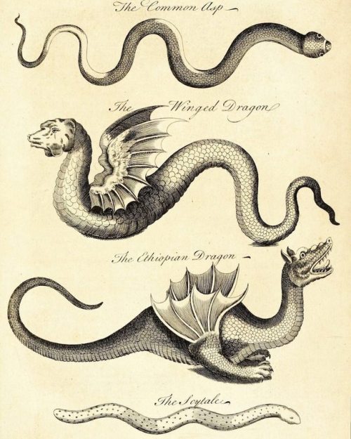 publicdomainreview:Engraving from Charles Owen’s An Essay Towards a Natural History of Serpents (174