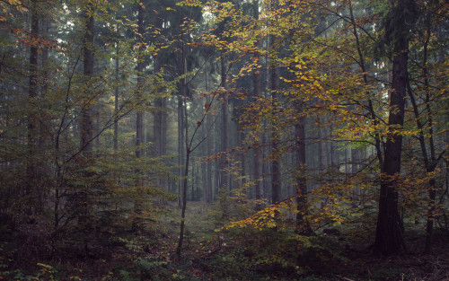A view with forest, fog and some autumn by Jerdess
