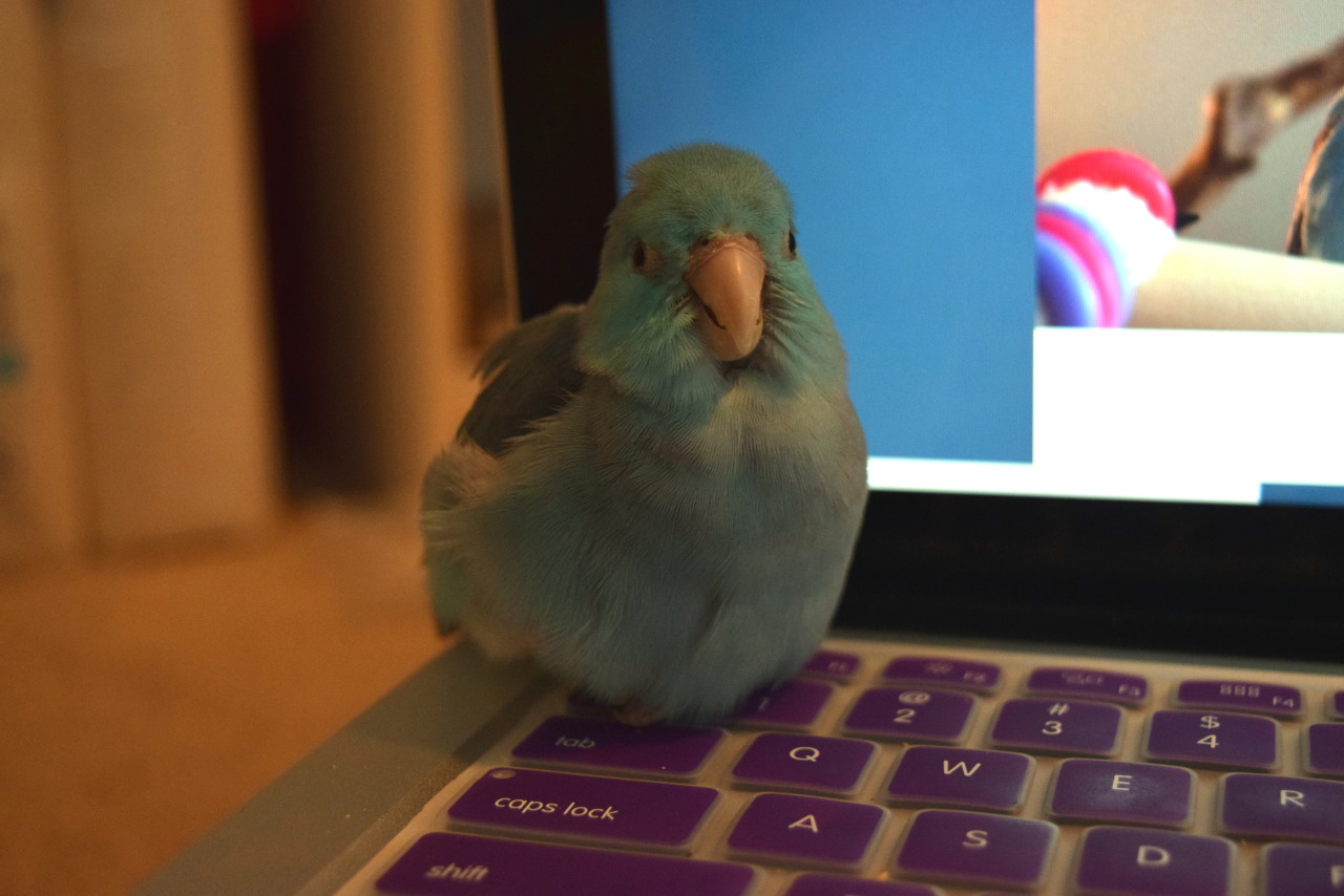 avianawareness:  thepacificparrotlet:  A+ bird blogging team I’ve got here, they’re