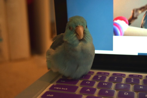 thepacificparrotlet: A+ bird blogging team I’ve got here, they’re clearly very hard work