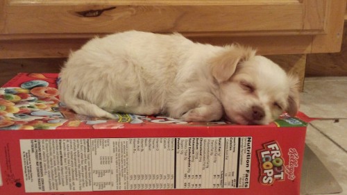 that-flighty-temptress-adventure:  sHES TOO LITTLE TO EVEN DENT THE FREAKING EMPTY FRUIT LOOPS BOX BY SLEEPING ON TOP OF IT SHE IS 1 POUND OF PURE FLUFF JESUS CHRIST MY HEART CAN’T TAKE IT 