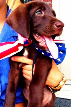 tealsunflower:  my precious patriotic puppy