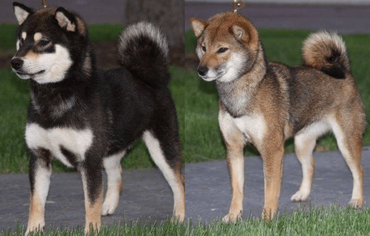 sesame shiba puppy