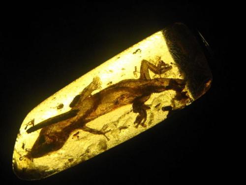 somescience: 23-Million-Year-Old Lizard Found In Mexico, New Species Discovered Trapped In Amber A 2