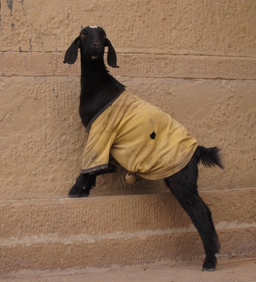 letshearitforthegoats: The Sweatered Goats of Varanasi