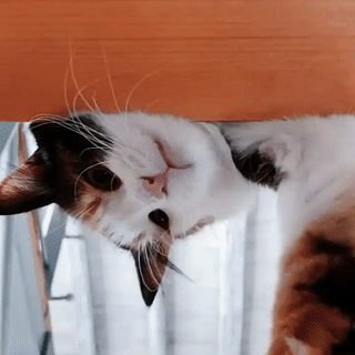 -> Calico Cat Therian Stimboard !