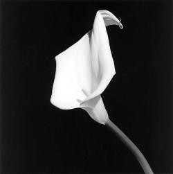 Fragrantblossoms:   Robert Mapplethorpe, Calla Lily, 1987 /Calla Lily, 1984.    