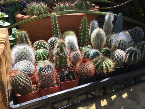 cactguy:…and the remaining babies are outside for the summer.
