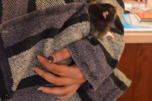 blobratcentral: oswald was in my pocket for a long time yesterday evening. (then today he curled up 