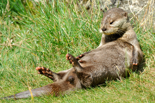 little-scribblers-heart:ainawgsd:Sunbathing Otters@ricca-raccoon