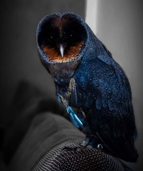 blue–folder: Rare Black Barn Owl [Not OC]