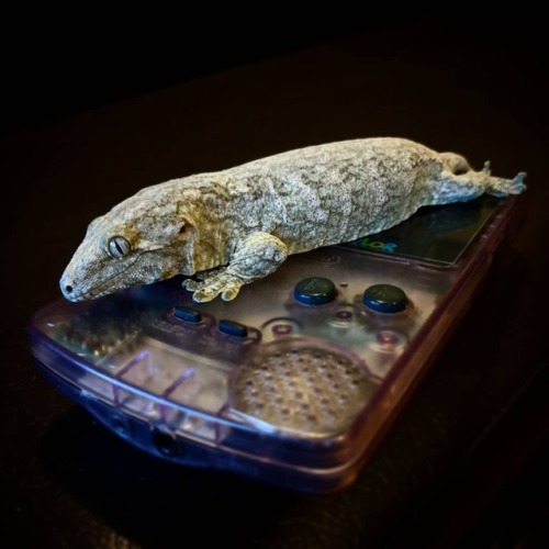He’s gonna be big enough to play that gameboy soon. #leachianus #leachiegecko #reptiles #pets 