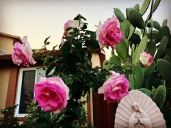 Lupita y rosas #roses #guadalupe #lupita