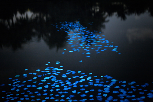 abstraire: Miya Ando - Obon Miya traveled to Puerto Rico where she floated 1000 resin and (non-toxic) phosphorescence-coated leaves in a small pond. During the day the phosphorescence collected and absorbed energy from sunlight, giving them a soft,