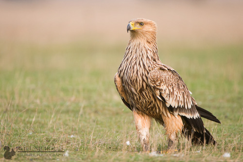 birds-of-prey-daily:Imperial Eagle