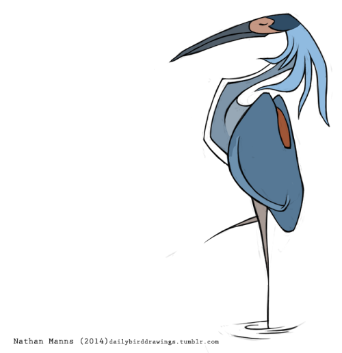 dailybirddrawings: Day 185: Agami Heron A heron of the forest swamps from Peru to Brazil, the Agami 