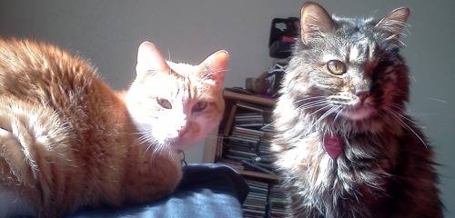 atalantapendrag:Anya and Boston are making very clear that it is bask-in-the-sun time, not mug-for-t