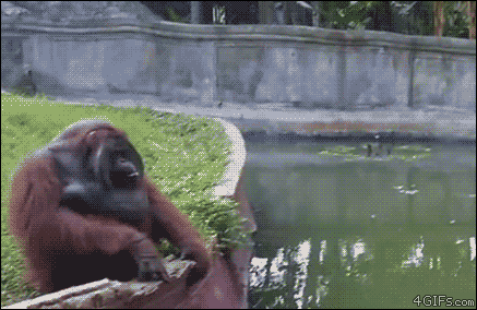 This orangutan has smoother reflexes than I do. [video]