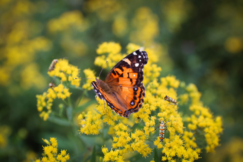 Fields of Goldenrod.  So intent was I on trying to photograph fluttering Monarchs and this American 