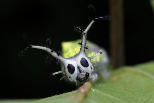 bowelflies:happy halloween(Lepidoptera: Nymphalidae: Herona marathus)