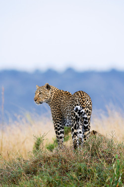 Big-Catsss:  African Leopard (Panthera Pardus Pardus), Masai Mara, Kenya By Elliott