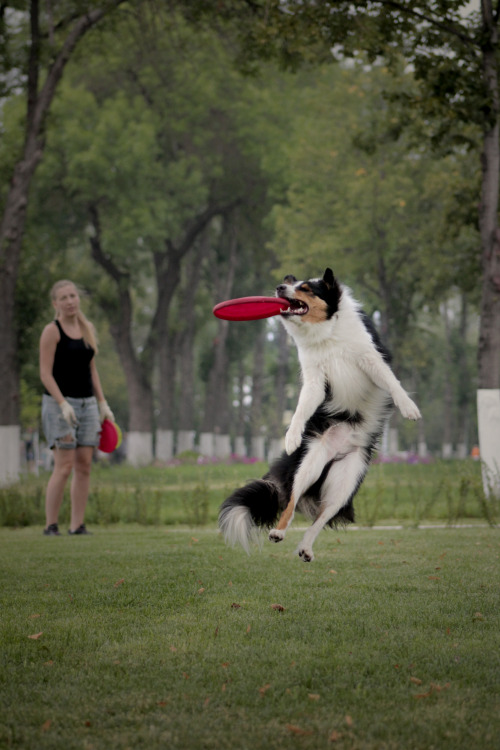 border collie