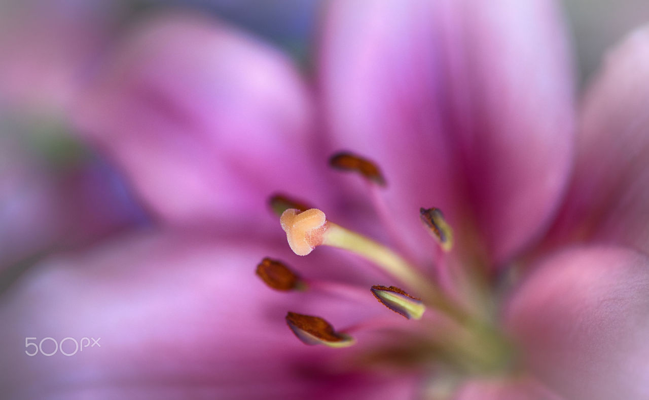 euph0r14:  macro | Pink Spring Beauty…. | by fgombert | http://ift.tt/1U0Sjr1 