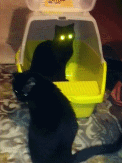 thecatsmustbecrazy:  aliens  Alien cats are awesome.